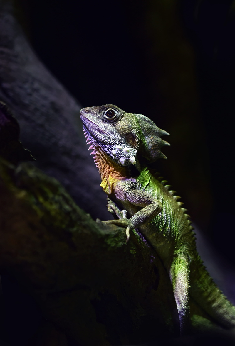 no people, 4K, one animal, purple, animal themes, vertebrate, looking, solid, animal, lizard, focus on foreground, outdoors, animal scale, black, animal eye