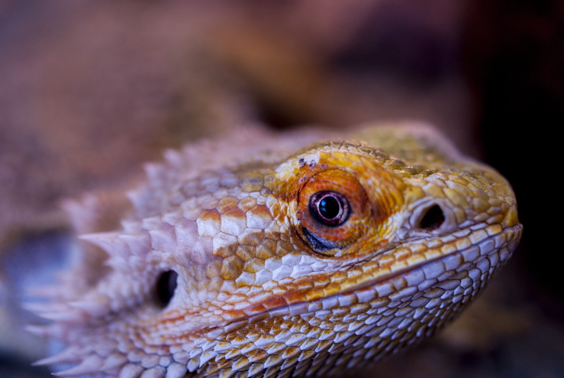 animal eye, vivarium, afternoon, smile, animal wildlife, 4K, one animal, agama, animal themes, profile view, nostrils, animal body part, body part, animal scale