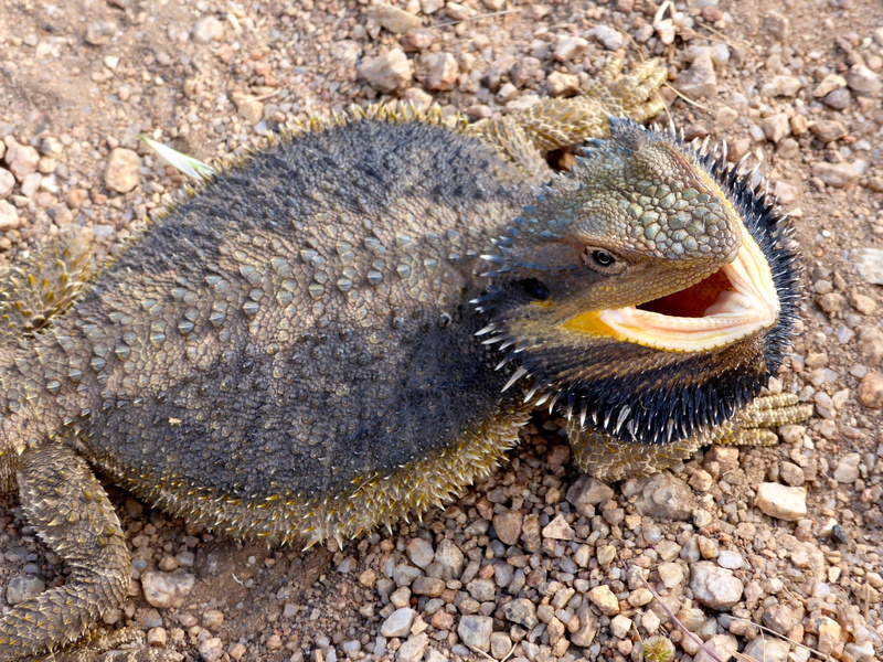 species, beach, rock, vertebrate, australian, solid, animal, animals in the wild, high angle view, bearded dragon, dragon, animal themes, outdoors, nature