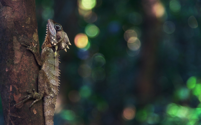 animals in the wild, side view, animal themes, boyd, animals, green, forest, animal scale, one animal, queenslandaustralia, no people, tree, animal, outdoors