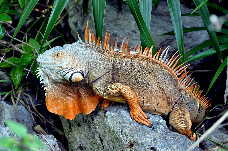 close-up, animals in the wild, outdoors, dragon, iguana, brown, animal, day, 720P, no people, one animal, nature, plant, animal wildlife, solid, looking away