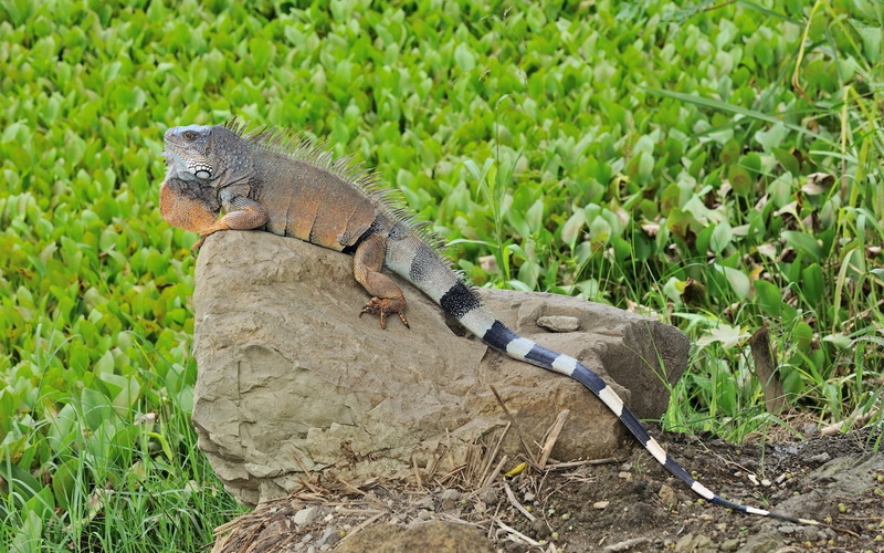 one animal, land, animal wildlife, outdoors, tropical Climate, black, animal themes, field, reptile, growth, pets, gray, iguana, wildlife, nature, carnivore