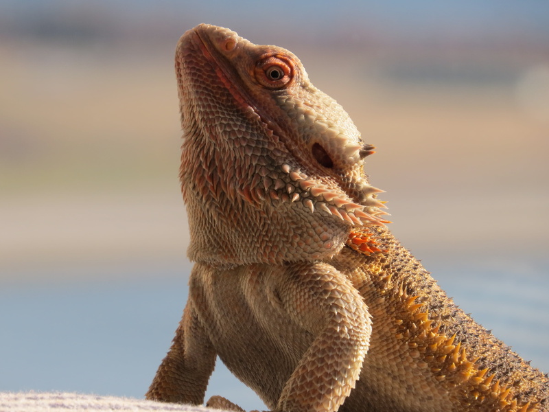 dragon, looking, lizard, wildlife, side view, color Image, profile view, iguana, brown, animal, animal themes, bearded dragon, outdoors, 4K, focus on foreground