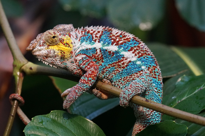 rainforest, dragon, lizard, animal scale, animal themes, green color, bearded, red, animal, multi colored, branch, close-up, madagascar, animal wildlife