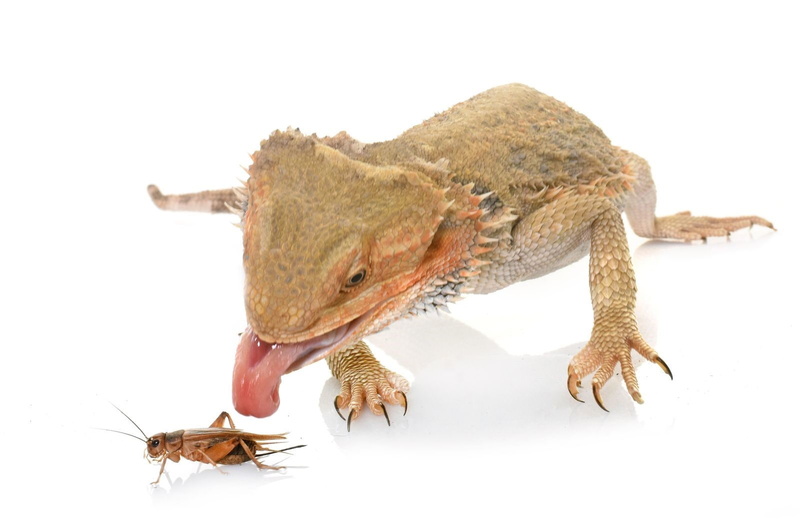 wildlife, dragon, nature, bearded, lizard, reptile, 720P