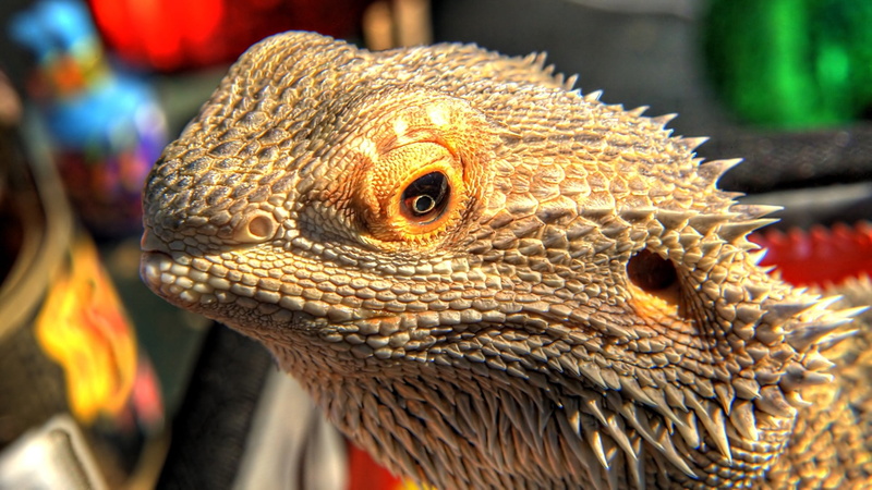 face, day, animal, reptile, animal body part, bearded dragon, iguana, animal wildlife, nature, one animal, lizard, animals in the wild, dragon, wildlife