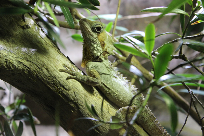 green color, leaf, close-up, bearded, tree, animals in the wild, day, animal themes, focus on foreground, nature, no people, animal, animal scale, reptile