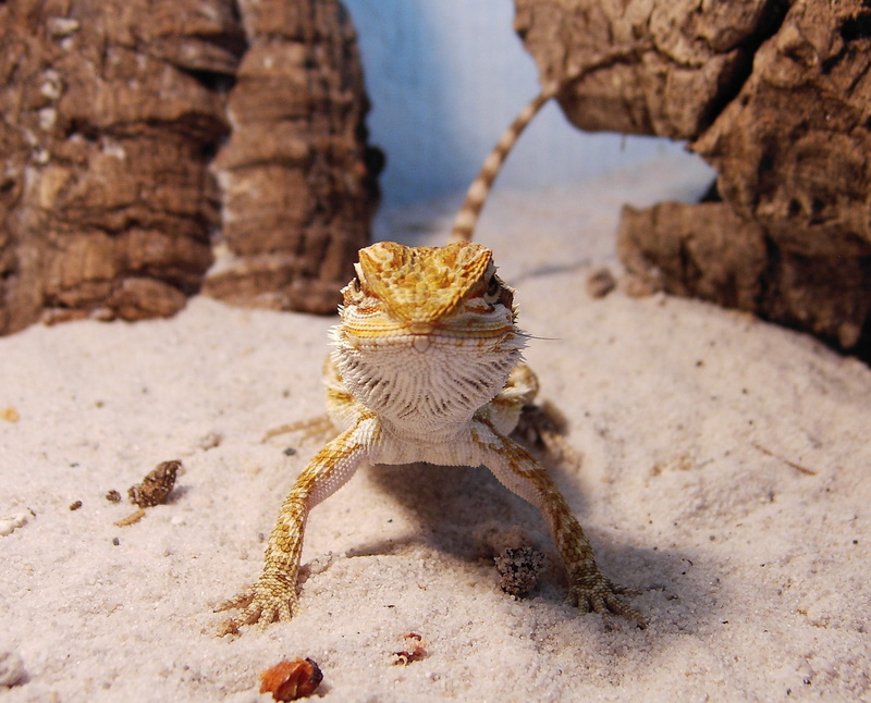 nature, dragon, beauty in nature, solid, bearded, 1080P, animal wildlife, animals in the wild, water, marine, one animal, rock - object, no people, focus on foreground