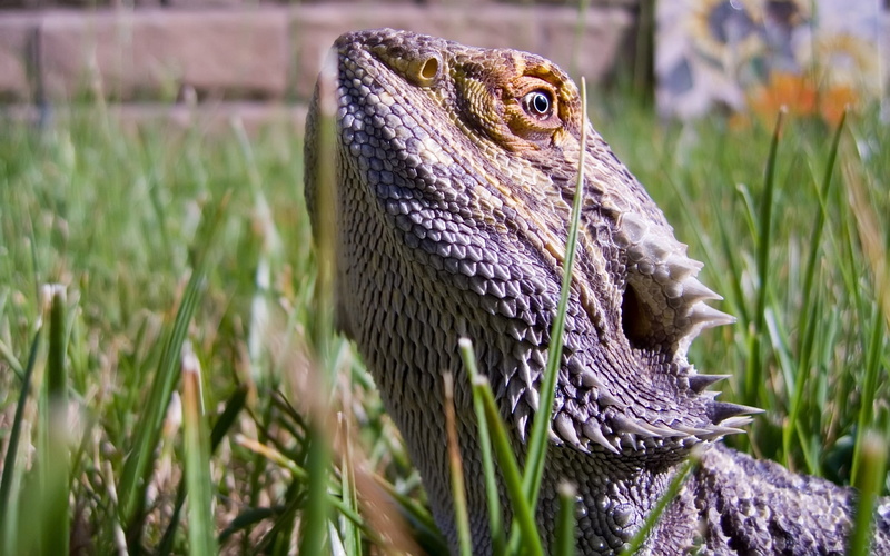 green Color, carnivore, dragon, vertebrate, grey, lizards, brown, focus on foreground, lizard, animal, animal themes, grass, animals In The Wild, animal Eye