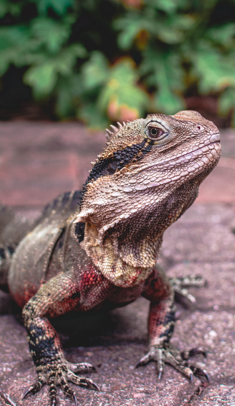 nature, iguana, no people, bearded, day, animal wildlife, focus on foreground, outdoors, dragon, animal body part, animals in the wild, close-up, brown