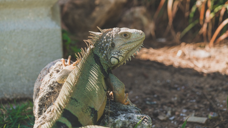 spiked, no people, one animal, bearded dragon, iguana, outdoors, rock, bearded, reptile, rock - object, green Color, looking, vertebrate, animals In The Wild