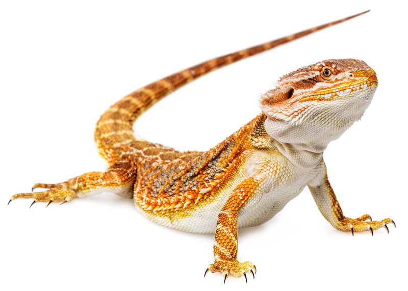 bearded, nature, wildlife, dragon, reptile, 2K, lizard