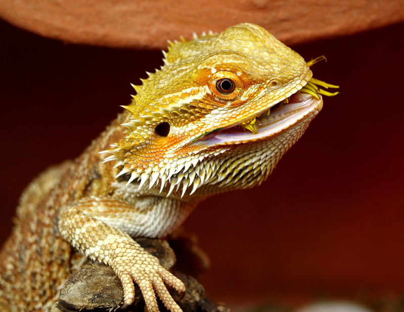 animals in the wild, pogona, bearded dragon, animal head, outdoors, portrait, reptile, animals, animal scale, photography, vertebrate, selective, 2K, animal body part