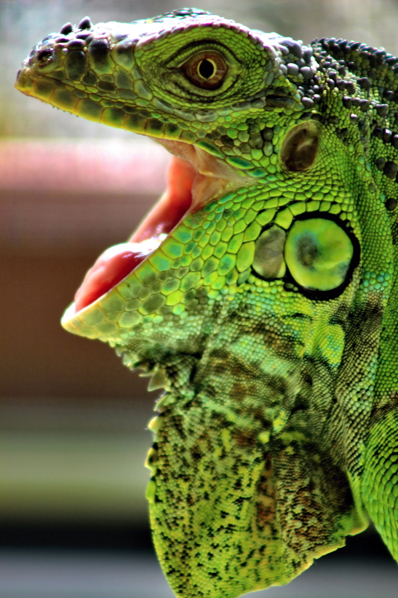 animal, 5K, one animal, nature, animal wildlife, leguan, lizard, animals in the wild, bearded dragon, reptile, no people, animal scale, animal body part
