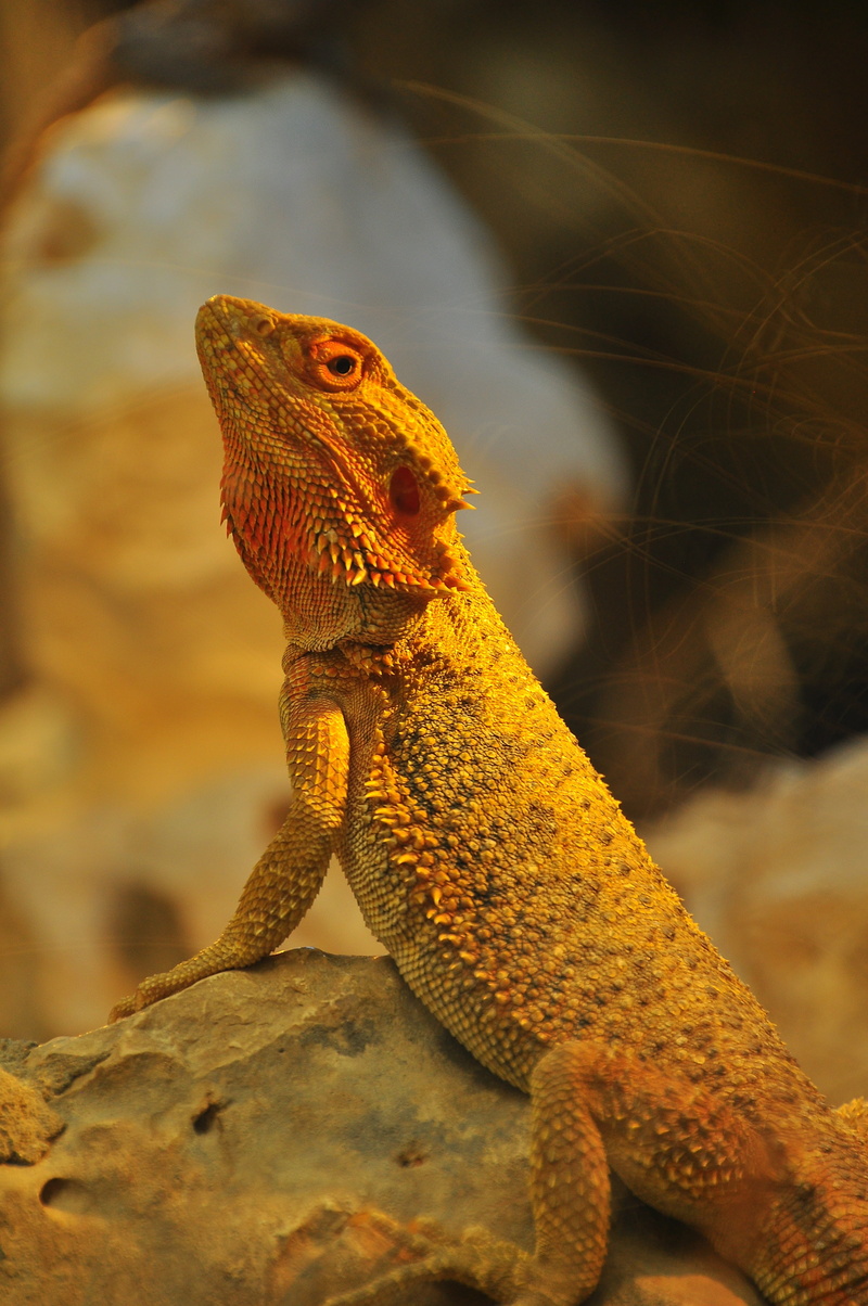 reptile, animal portrait, animal themes, lizard, vertebrate, looking, animal body part, animal wildlife, 4K, animal, one animal, iguana, rock, close-up