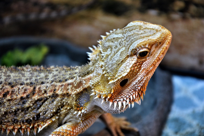 bearded dragon, close-up, reptile, animal body part, wary, vertebrate, head, animals in the wild, lizard, body, bearded, nature, side view, animal, profile view