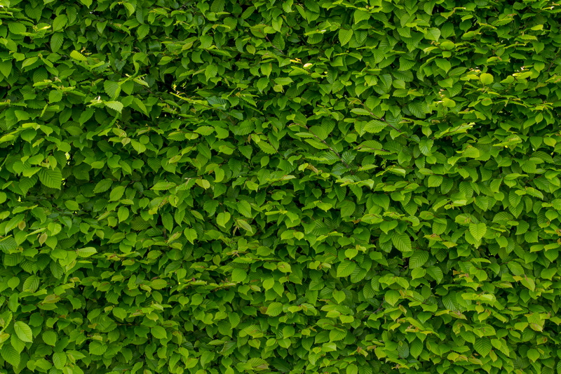 pattern, ivy, red, nature, bush, plant, botany, plants, lush foliage, day, no people, full frame, green color, foliage, greenery, leaves, leaf, growth