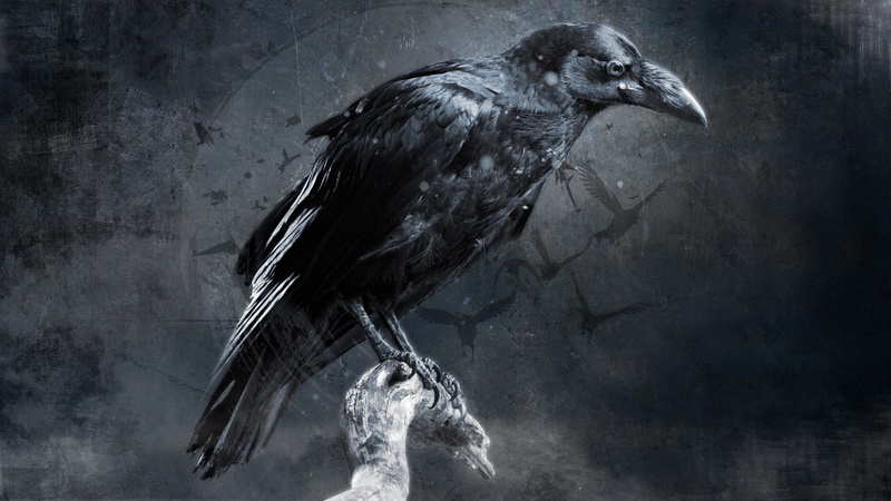 digital art, 1080P, crow