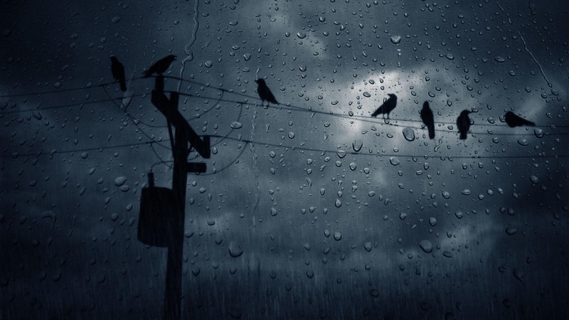 birds, crow, rain, 1080P