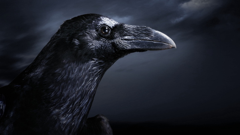 dark, 1080P, animal Eye, animals In The Wild, carnivore, american, nature, looking, crow, looking away, bird of Prey, animal Head, animal wildlife, focus on foreground