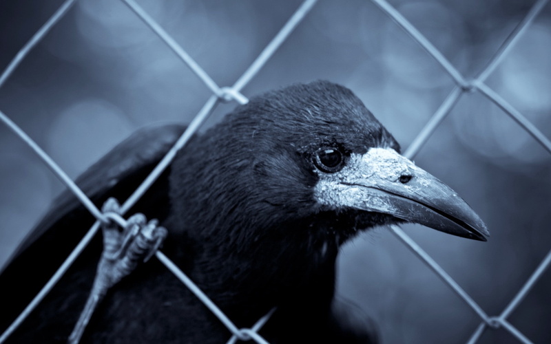 fence, close-up, animal Head, animal, wire, crow, vertebrate, black, chainlink fence, beak, focus on foreground, feather, animals in the wild, no People