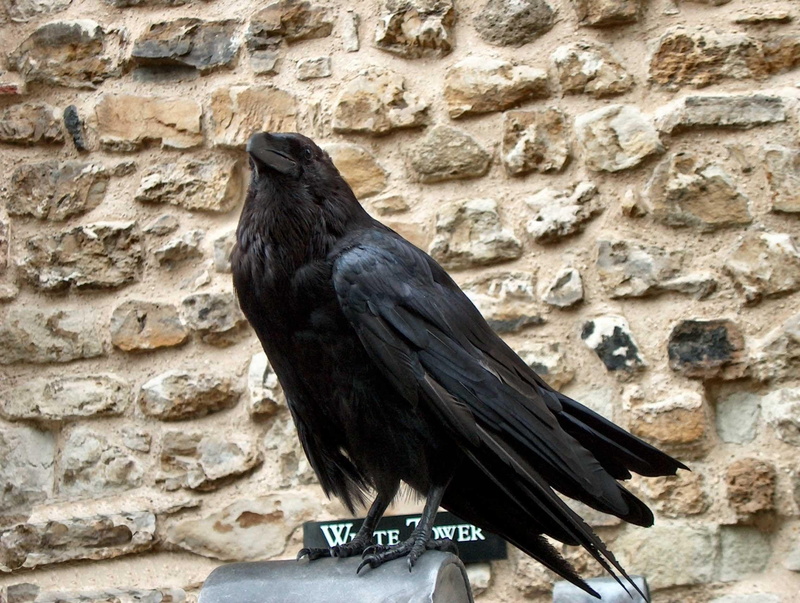 animals, 1080P, raven, crow, black, birds