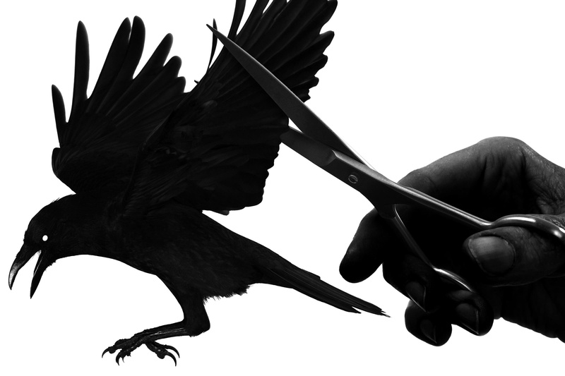 illustration, crow, hand, black, wings, stainless, steel, raven, 2K, scissors, bird