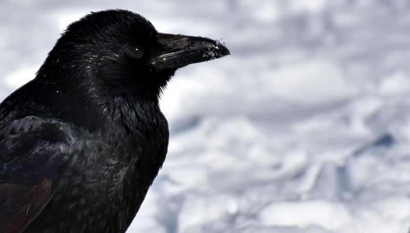 focus on foreground, close-up, shallow, one animal, outdoors, raven bird, nature, animal, vertebrate, cold temperature, raven - bird, no people, feather