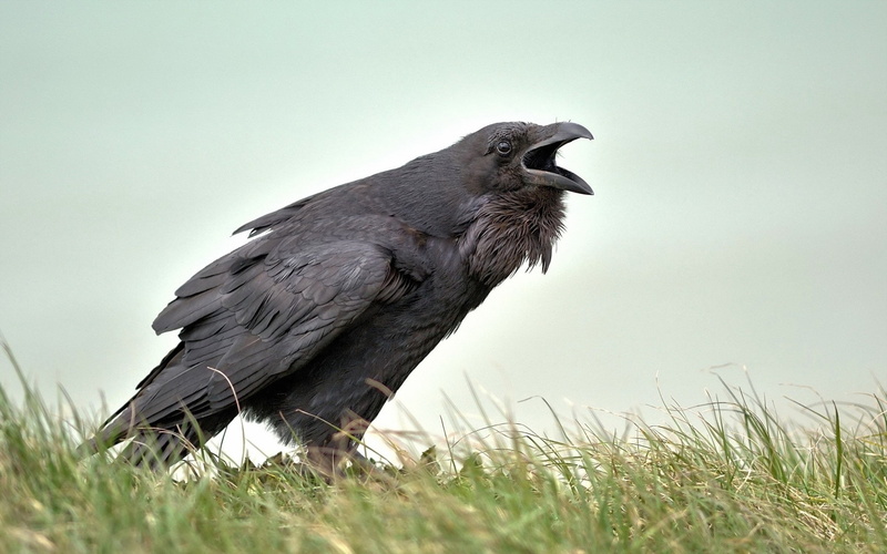 birds, animals, 2K, raven