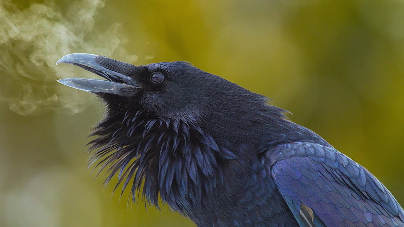animals, 1080P, blurred, raven, birds