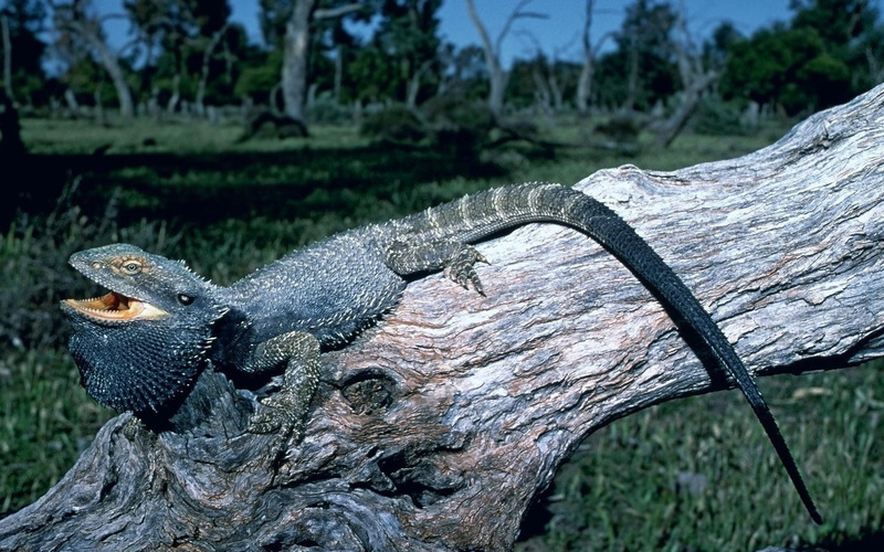crocodile, nature, reptile, mouth open, no people, monitor lizard, one animal, large lizard, grass, vertebrate, wood - material, bearded, focus on foreground