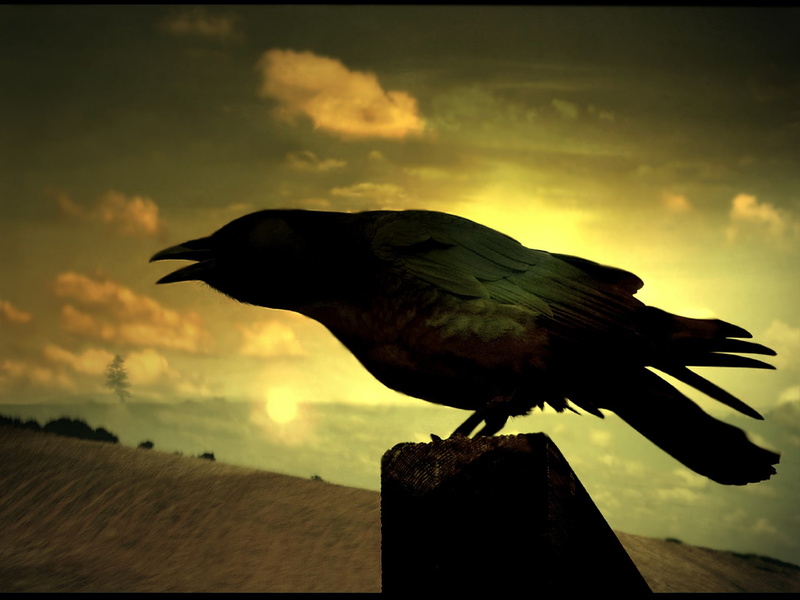 auto post production filter, transfer print, silhouette, full length, cloud - sky, animals, sky, animal wildlife, one animal, perching, vertebrate, side view