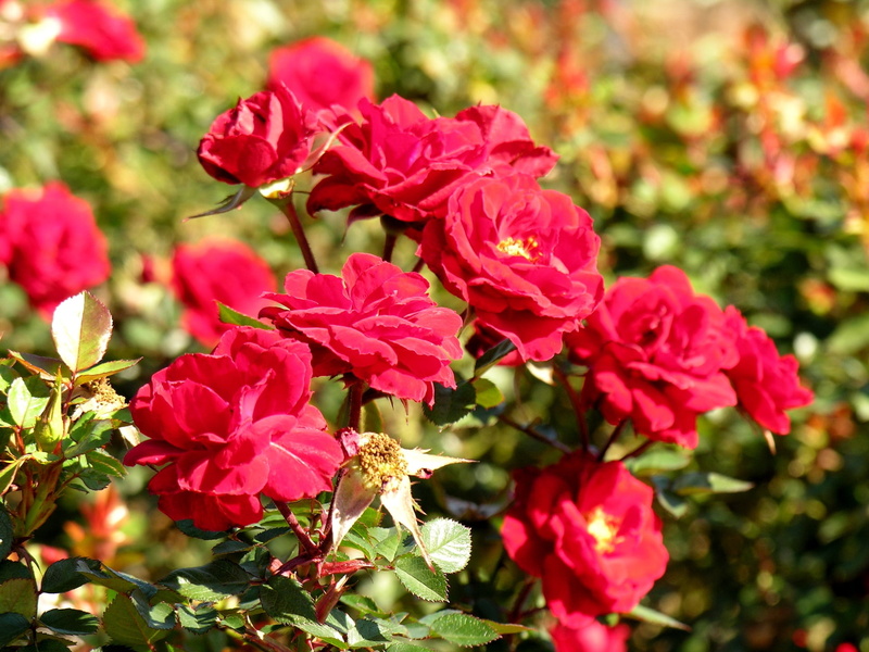 bush, botany, vulnerability, formal Garden, pink Color, flower, no People, animals in the wild, 1080P, blossom, pollination, one animal, rose, beauty In Nature