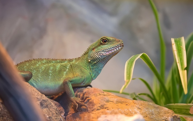 chinese, animal themes, dragon, vertebrate, looking away, pc, solid, lizard, green, no people, animals in the wild, bearded dragon, selective focus, plant