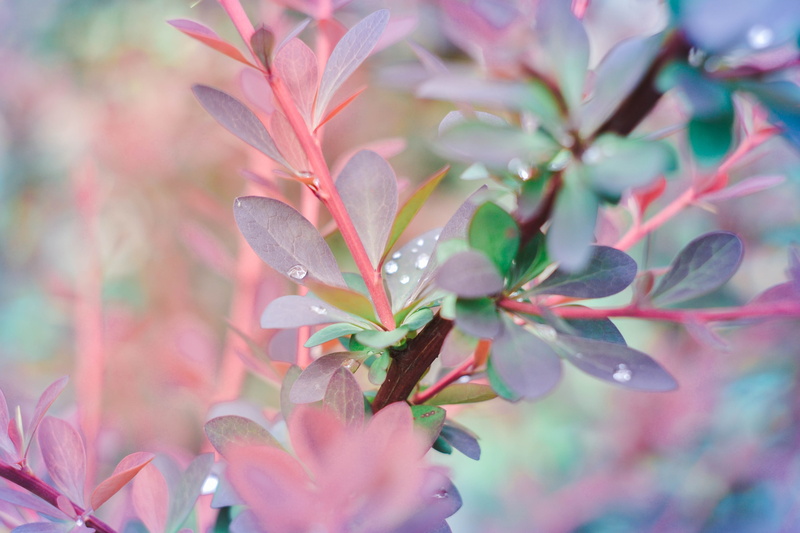 beauty in nature, focus on foreground, flowers, vulnerability, fragility, flowering plant, 4K, bokeh, nature, grass, drops, petal, botany, the buds, pollen