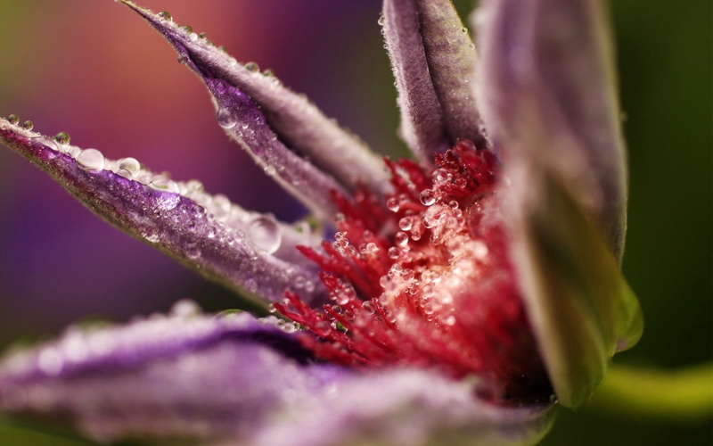 drop, beauty in nature, botany, flower, 720P, flowering plant, purple, flower head, plant, growth, nature, soft focus, dissolved, petaled, close-up, springtime