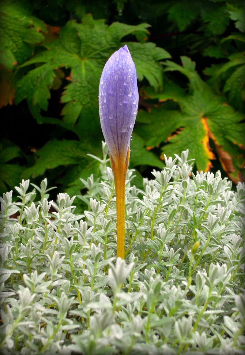 green color, beautiful flower, bud, botanical garden, garden flower, flowers, leaf, garden, petals, purple, petal, flower, crocus, growth, flowering plant