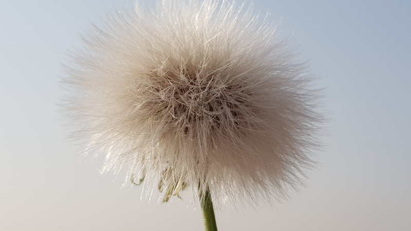 sun shine, beauty in nature, fragility, nature, close-up, flower, taraxacum, day, white color, flower head, studio shot, 4K, softness, dandelion, vulnerability