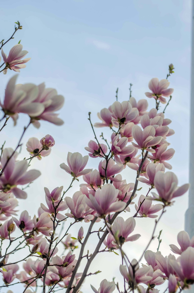 macro, green, landscape, leaves, close-up, no people, day, petal, flowers, cherry blossom, growth, flower head, branch, cherry tree, bloom, flower, the buds