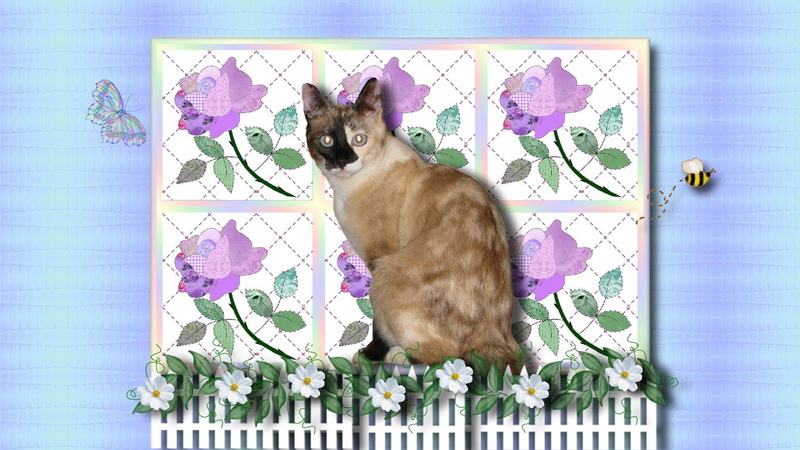 animals, black, garden, fence, cat, brown, nuggets, short, 1080P, flowers, quilt, fur