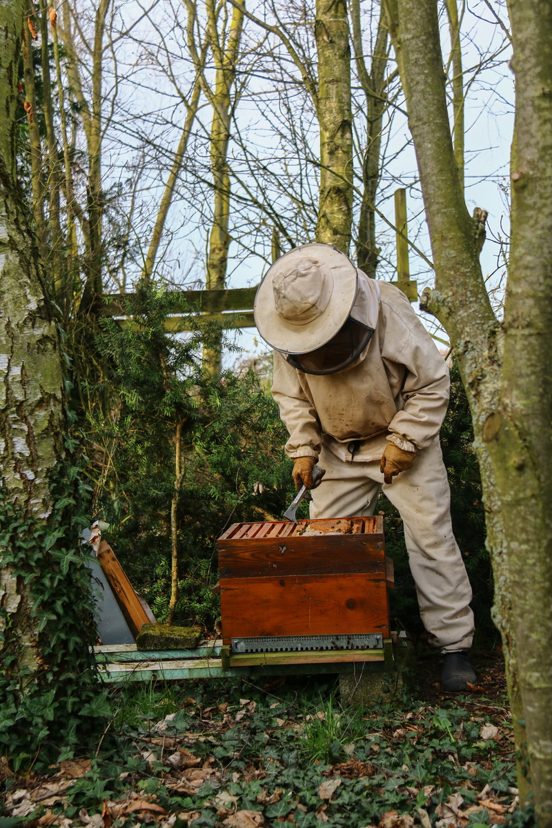 beekeeper, mammal, field, herbivorous, vertebrate, outdoors, land, one person, holding, hat, 5K, tree, container, men, bees, one animal, beekeeping, animal wildlife