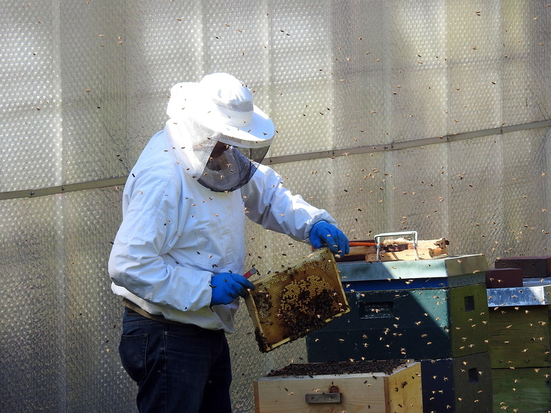 frame, suit, bee, person, real people, bees, beehive, only men, standing, protective glove, bee keeping, apiculture, protective workwear, indoors, bee hives