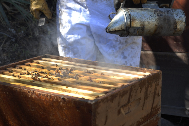close-up, day, bees, bee, honey, wood - material, sunlight, no people, glowing, box, focus on foreground, indoors, 4K, preparation, metal industry, beekeeping