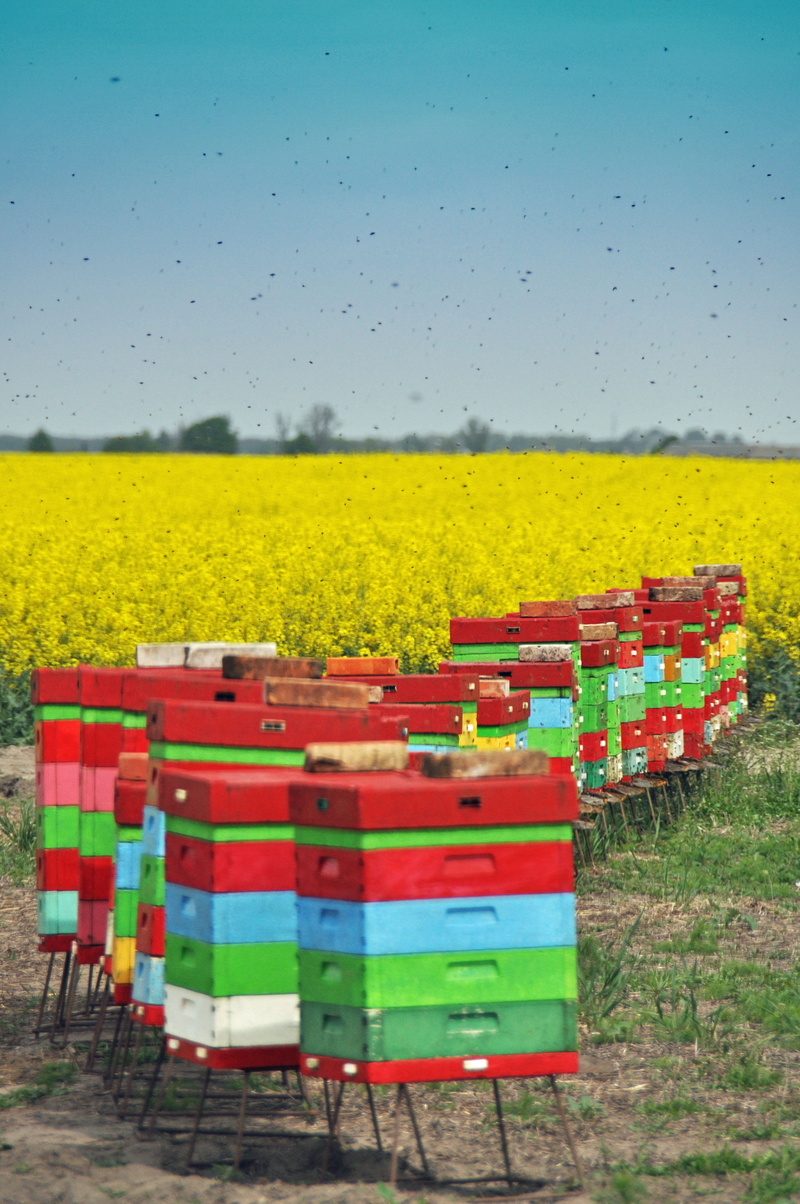 nature, tranquility, land, absence, wooden beehives, landscape, day, plant, summer, agriculture, abundance, bees, 4K, yellow, beauty in nature, container