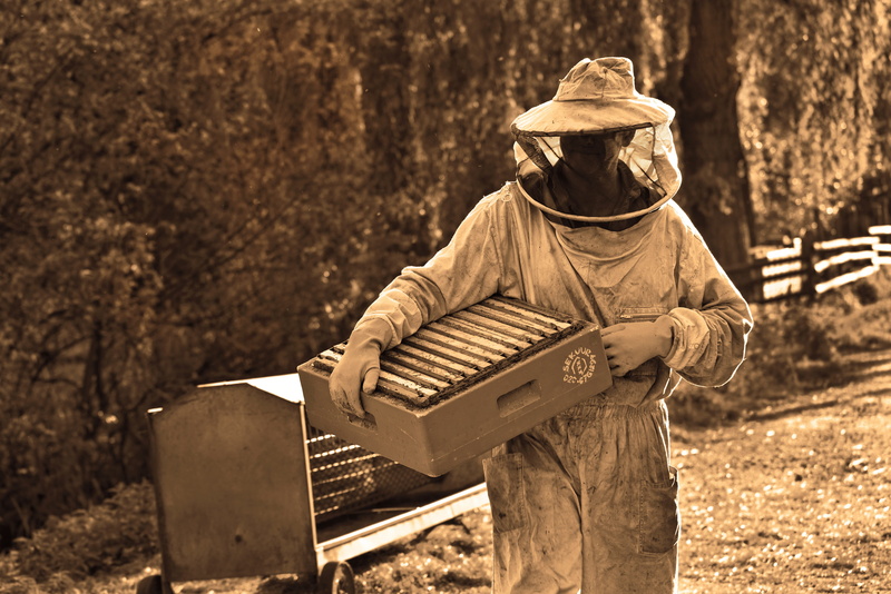 protective suit, protection, day, honeycomb, land, clothing, adult, one person, person, tree, nature, focus on foreground, cabinet, men, unrecognizable person