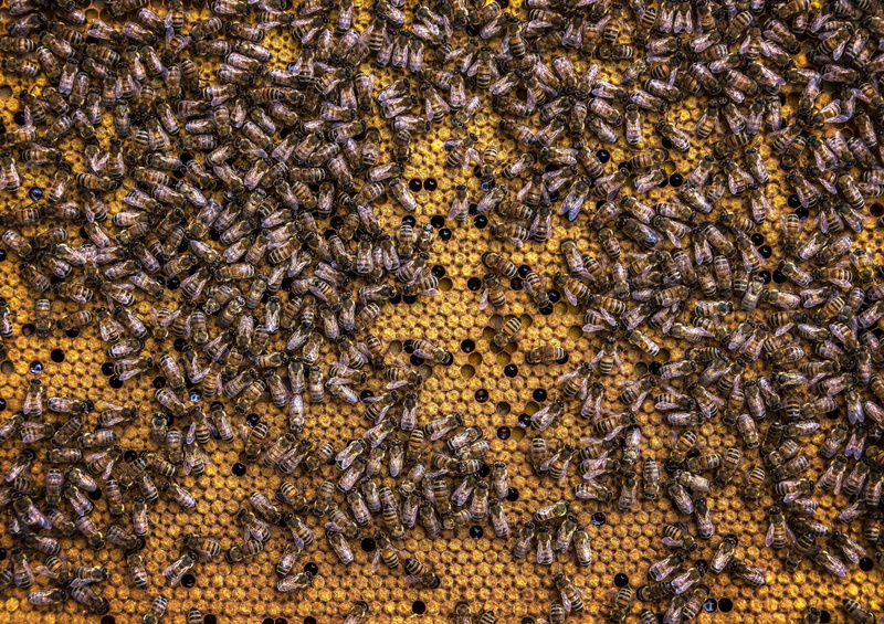 insects, animal, beeswax, invertebrate, animal themes, honey, swarm, insect, animal wildlife, large group of animals, beekeeping, close-up, honeycomb, honey bee