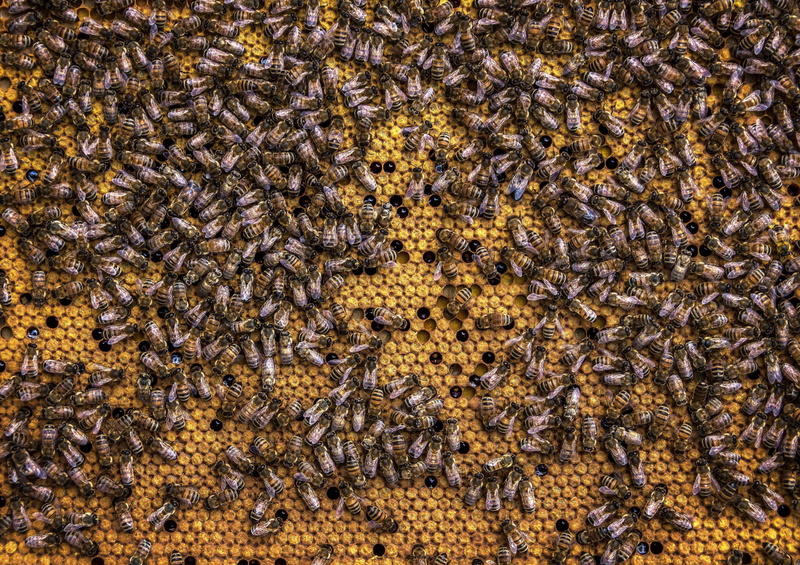 animal, sprinkle, wax, summer, 4K, honey bees, animals in the wild, spring, beekeeping, animal wildlife, honey bee, pollination, full frame, insect, group of animals