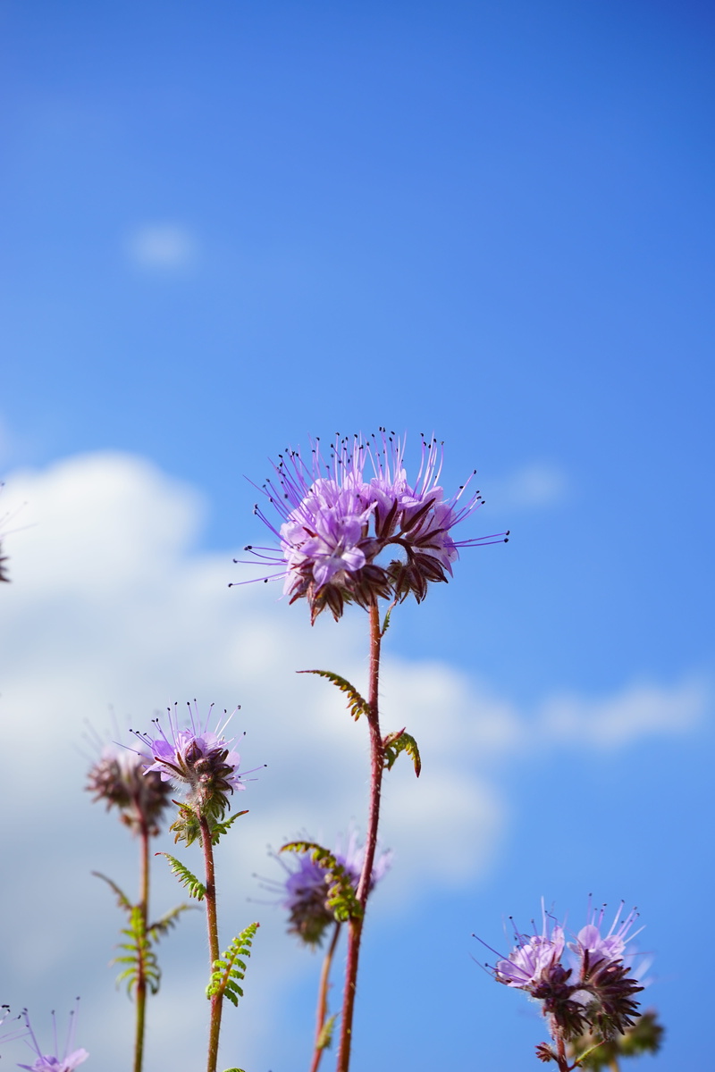 flower, pollination, boraginaceae, bueschelschoen, water leaf green, inflorescence, fragility, vulnerability, flowering plant, globose, nature, plump, no people