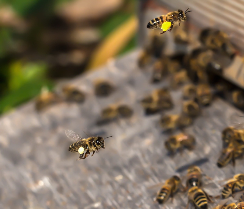 day, animal, insect, sprinkle, fly, animals in the wild, collect, one animal, focus on foreground, photography, approach, honey, yellow, animal wildlife