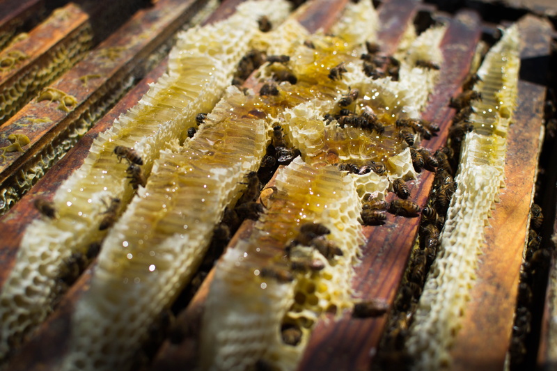 selective focus, Beekeeping, healthy eating, dairy product, preparation, meat, no people, wellbeing, indoors, backgrounds, freshness, Nature, retail, dried food